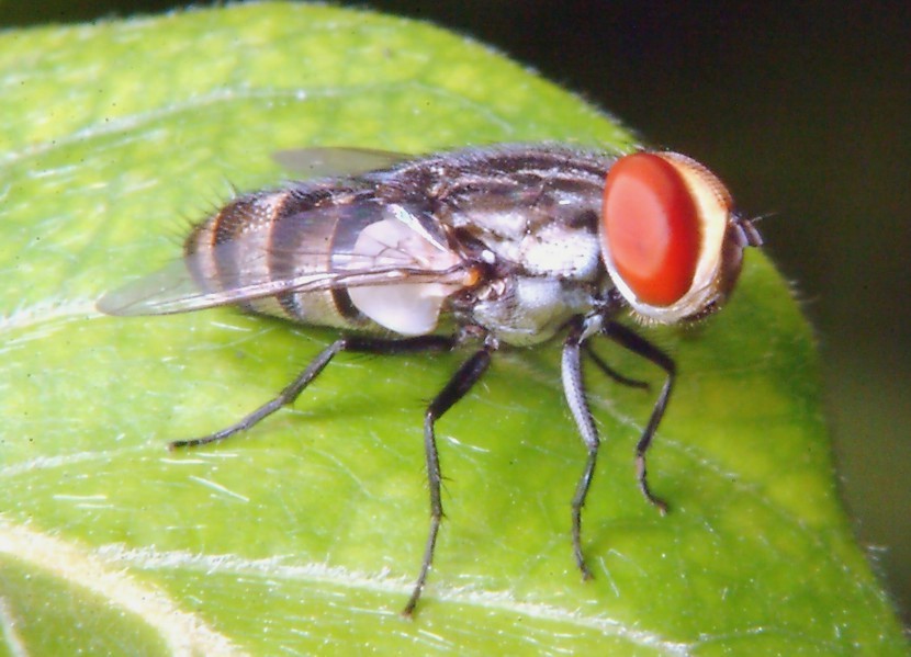 Miltogramma taeniata ?, Helicophagella sp.